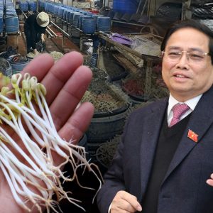 “Giá đỗ hóa chất ngập chợ – Ban quản lý an toàn thực phẩm quốc gia đang… ngủ trưa?”